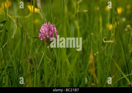 Klee und andere Wiesenblumen wachsen in einem traditionellen Mähwiese im Swaledale. Stockfoto