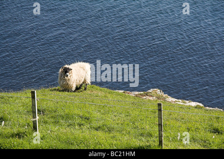 Schafe auf einer Klippe, Isle Of Skye, innere Hebriden, Westküste von Schottland, UK Stockfoto