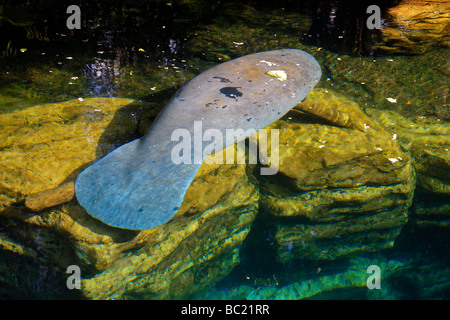 West Indian Manatee in Floridas Gewässer, Ansicht von oben. Stockfoto