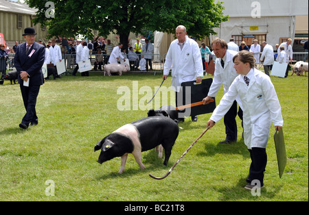 Beurteilung der Schweine, die in drei Landkreisen zeigen, Great Malvern, UK Stockfoto