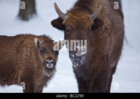 Europäische Bison Bison bonasus Stockfoto