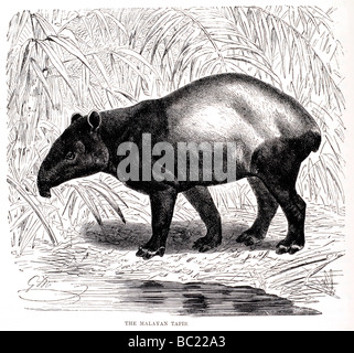 der Schabrackentapir Stockfoto