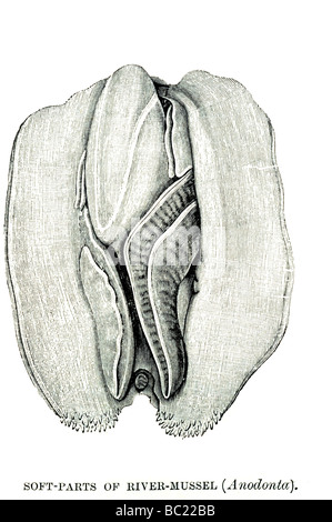 Weichteile des Flusses Muschel anodonta Stockfoto