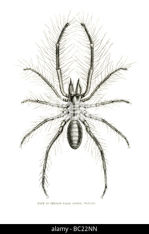 Männchen des persischen falsche Spinne galeodes Stockfoto