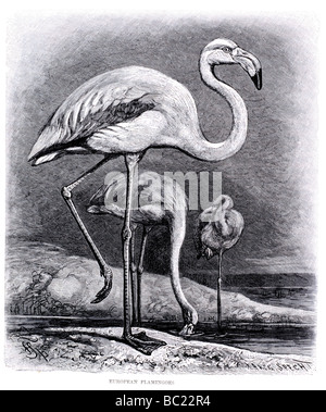 Europäische Flamingos Stockfoto