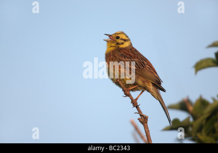 Goldammer Emberiza Citrinella männlichen Gesang Schottland Sommer Stockfoto