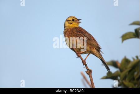 Goldammer Emberiza Citrinella männlichen Gesang Schottland Sommer Stockfoto