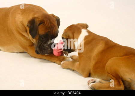 Deutscher Boxer mit Welpe 3 Monate Spielzeug Tauziehen Stockfoto