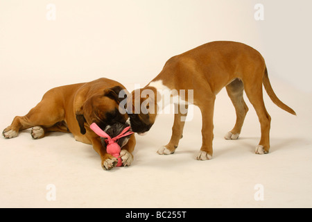 Deutscher Boxer mit Welpe 3 Monate Spielzeug Stockfoto