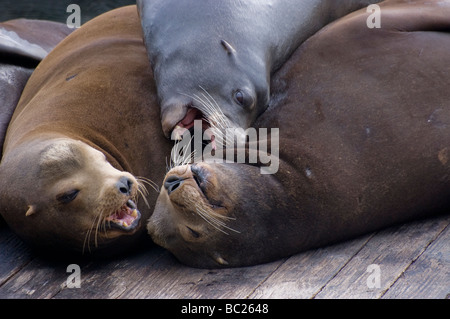 Dichtungen, entspannen und spielen am Pier 39 in San Francisco, Kalifornien Stockfoto