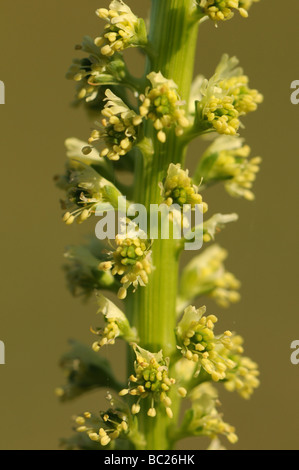 Schweißen Sie (Reseda Luteola) Blumen Stockfoto