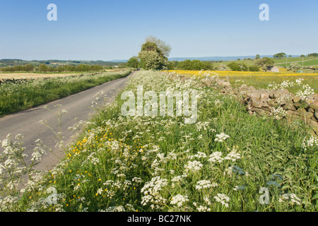 Landstraße in der Nähe von Leyburn, North Yorkshire.  Grünstreifen mit Kuh Petersilie in Blüte und ein Feld in Löwenzahn bedeckt. Stockfoto