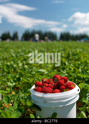 Eimer voller reifer Erdbeeren auf einem Pick deine eigene farm Stockfoto