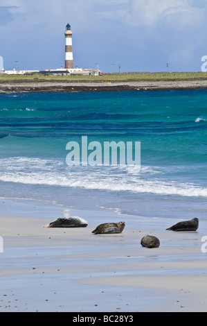 dh Linklet Bay Robben sonnen SICH NORTH RONALDSAY ORKNEY ISLES Schottischer Sandstrand Leuchtturm uk Sandlandschaft Tierwelt Robbenkolonie schottland Stockfoto