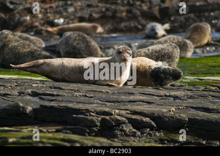 Dh Phoca vitulina SEAL UK gemeinsame Dichtung und Pup auf Rock North Ronaldsay orkney Dichtungen Schottland Stockfoto