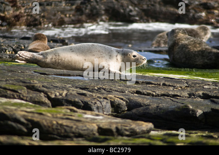 dh Halichoerus grypus ROBBE UK Graue Atlantische Robbe Welpen auf Rock North Ronaldsay Young scotland Robben ohrenlose orkney phocidae grau Stockfoto