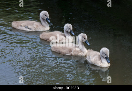 Vier Höckerschwan (Cygnus Olor) Cygnets schwimmen, UK Stockfoto