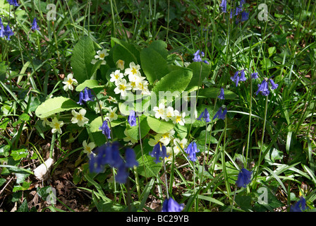 Glockenblumen und Primel wächst in einem Wald setzen in eine kleine Hasel Niederwald, Hampshire, England Stockfoto