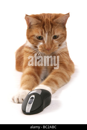 Ingwer Katze stalking eine Computer-Maus-Portrait-studio Stockfoto