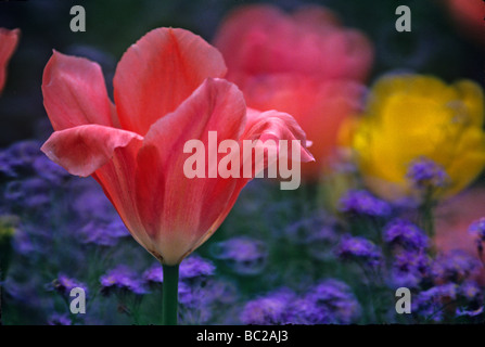 Nahaufnahme von Blumen in Monets Garten in Giverny in Frankreich Stockfoto