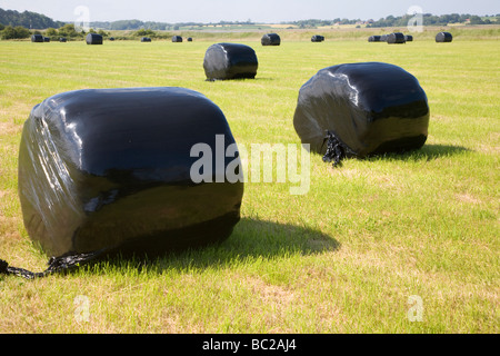 Heuballen in schwarzen Plastiktüten im Feld Stockfoto