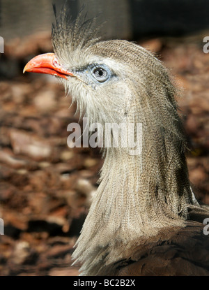 Rotbeinige Seriema oder Crested Cariama, Cariama Cristata, Cariamidae. Südamerikanischen Vogel. Stockfoto