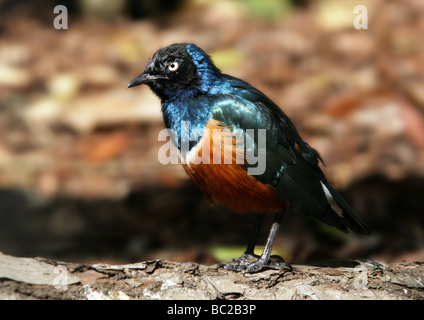 Superb Starling, Glanzstare Superbus (zuvor Spreo Superbus), Spottdrosseln, Passeriformes, Ostafrika Stockfoto