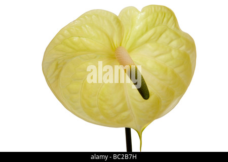Anthurium Blumen Stockfoto