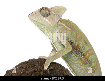 Jemen Chamäleon verschleiert aka Chamäleon Chamaeleo Calyptratus Porträt in einem studio Stockfoto