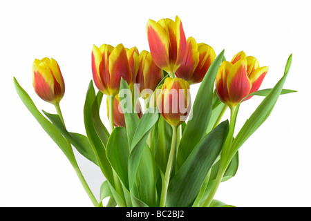 Rote und gelbe Tulpen Stockfoto