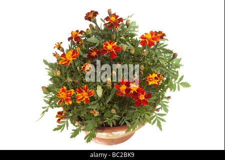 Schüssel mit rot, gelb, Gold und Orange Zwerg "Französische Ringelblumen" Tagetes Stockfoto