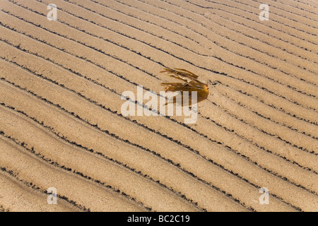 Ein Stück Seetang Lieas unter Kohlenstaub am Strand von Newbiggin-by-the-Sea, Northumberland. Stockfoto