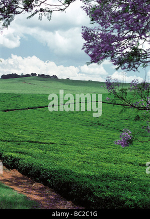 Tee-Plantage an der Seite von Kampala Jinja Straße Uganda Ostafrika Jacaranda Bäume blühen im Vordergrund Stockfoto