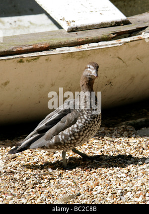 Australische Holz-Ente oder Maned Duck, Chenonetta jubata, Anatidae, Anseriformes. Australien. Stockfoto