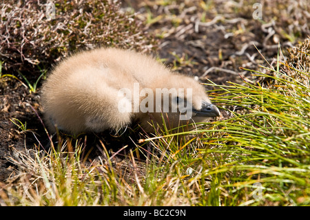 dh GROSSE SKUA UK Stercorarius skua Küken in Heidemoor Nest Vogel Baby Vögel schottland Stockfoto