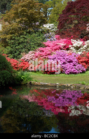 Azaleen in Exbury Gardens, Hampshire. Azaleen sind blühende Sträucher bilden Teil der Gattung Rhododendron. Szene am See. Stockfoto