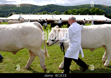 Parade der Rinder auf die drei Grafschaften Show, Great Malvern, UK Stockfoto