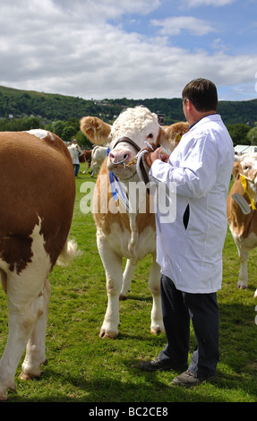 Parade der Rinder auf die drei Grafschaften Show, Great Malvern, UK Stockfoto