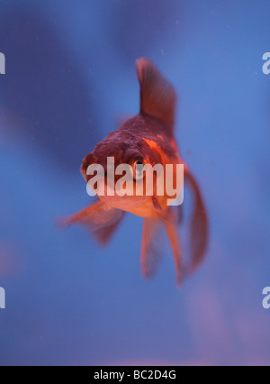 Pfauentaube Goldfisch Porträt fishtank Stockfoto