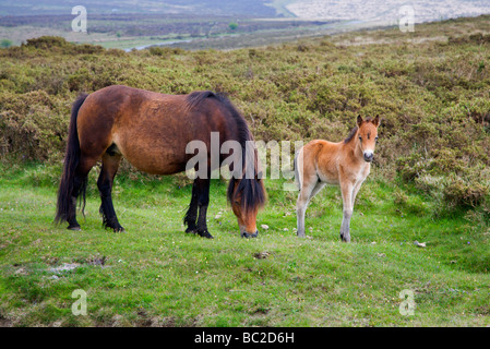 Dartmoor Stute mit Fohlen in der Nähe von Widecombe im Moor Devon England Stockfoto