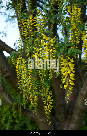 Goldregen (goldene Kette) ist eine Gattung von zwei Arten von kleinen Bäumen in die Unterfamilie Laburnum Anagyroides (gemeinsame Laburnum) Stockfoto