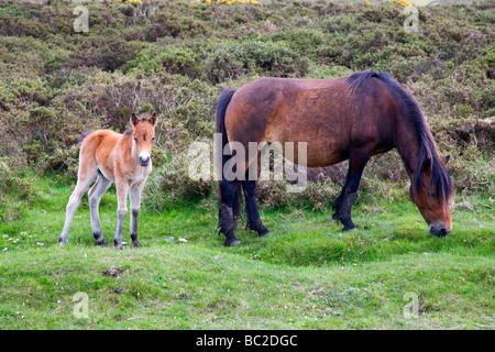 Dartmoor Stute mit Fohlen in der Nähe von Widecombe im Moor Devon England Stockfoto