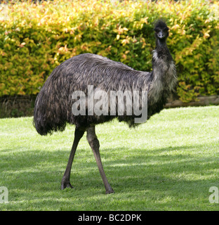 Emu, Dromaius Novaehollandiae, Casuariidae, Struthioniformes Stockfoto