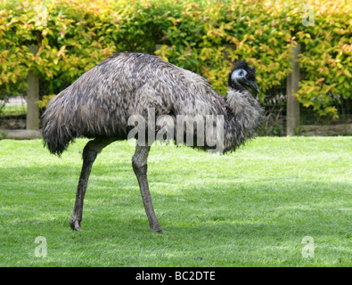 Emu, Dromaius Novaehollandiae, Casuariidae, Struthioniformes Stockfoto