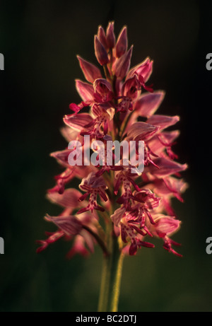 Militärische Orchidee (Orchis Militaris) Stockfoto