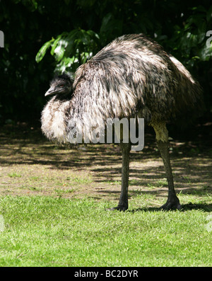 Emu, Dromaius Novaehollandiae, Casuariidae, Struthioniformes Stockfoto