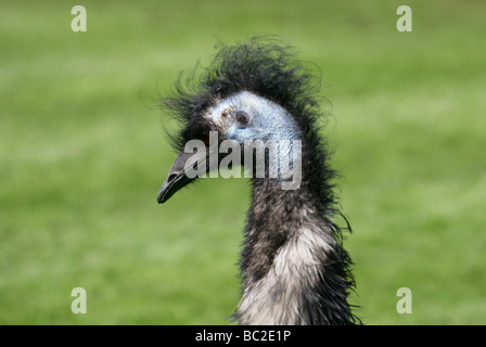 Emu, Dromaius Novaehollandiae, Casuariidae, Struthioniformes Stockfoto