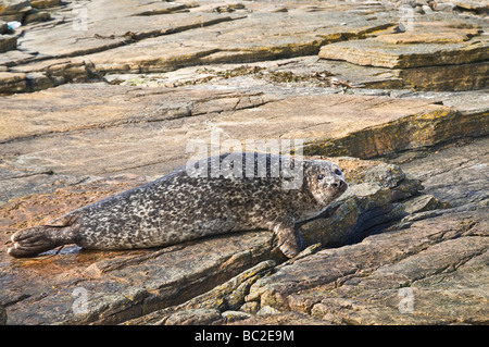 dh häufig Dichtung Dichtung UK häufig Seehund auf Felsen North Ronaldsay Stockfoto