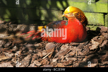 Golden oder Chinese Pheasant, Chrysolophus pictus, Phasianianiden, Galliformes. China. Stockfoto