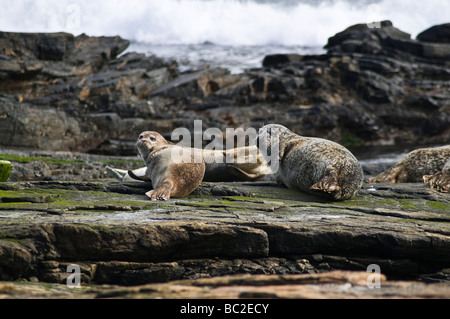 Dh Seehund SEAL UK ein Jahr alter Welpe auf Rock North Ronaldsay Phoca vitulina Seehunde Stockfoto